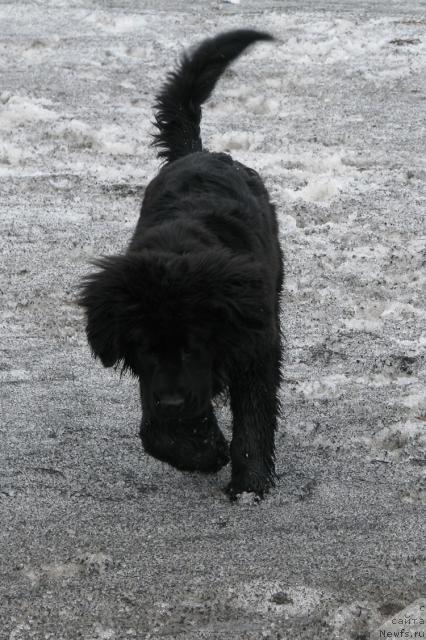 Фото: ньюфаундленд Жасмин Северный Каприз из Медвежьего Яра (Zhasmine Severny Caprice iz Medvejyego Yara)