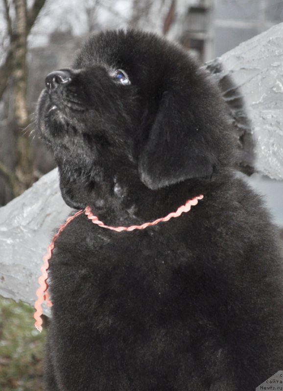 Фото: Бегущая по волнам Ричин Старс