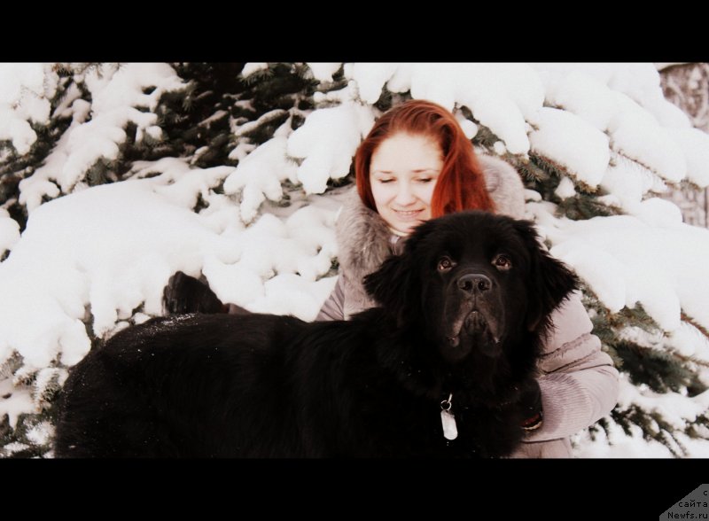 Фото: ньюфаундленд Черный Чанк с Берега Дона (Chernyj Chank s Berega Dona)