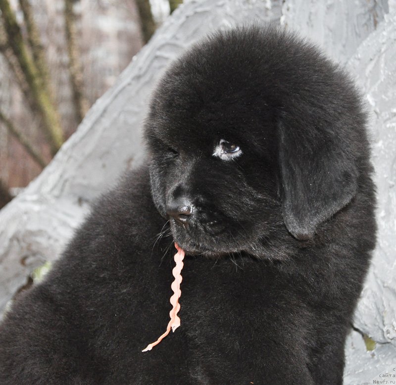 Фото: Бегущая по волнам Ричин Старс