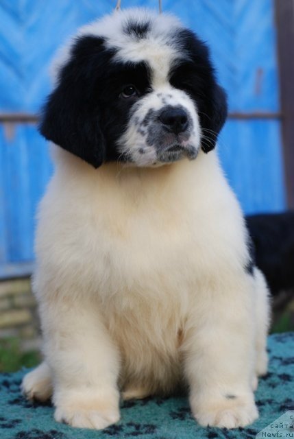 Фото: ньюфаундленд Флюфи Аваланч Паладин