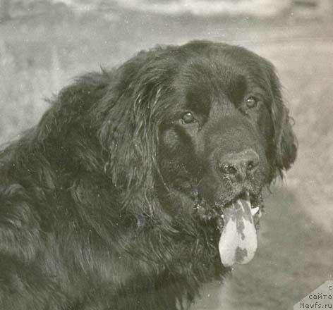 Фото: ньюфаундленд Хэппи Зар