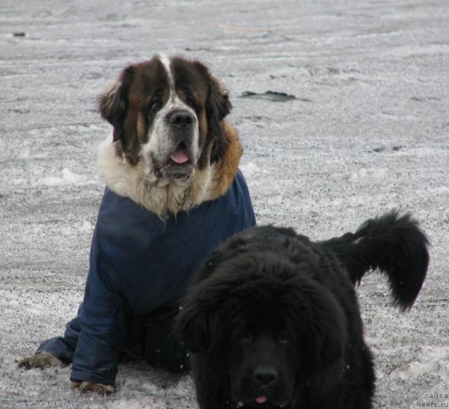 Фото: ньюфаундленд Жасмин Северный Каприз из Медвежьего Яра (Zhasmine Severny Caprice iz Medvejyego Yara)