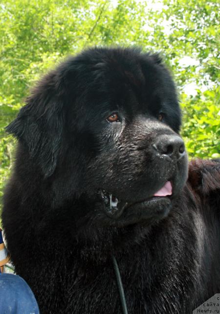 Фото: ньюфаундленд Потап Фидель