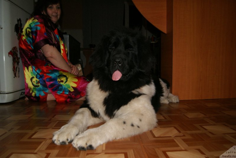 Фото: ньюфаундленд Аквиан Сонг Карамель