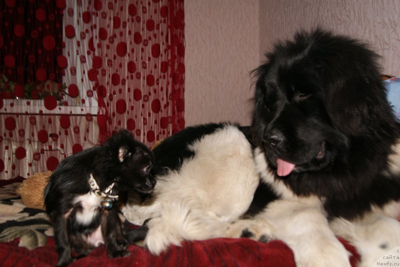 Фото: ньюфаундленд Аквиан Сонг Карамель