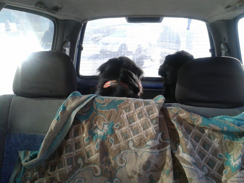 Фото: ньюфаундленд Супер Премиум Мерлин Монро, ньюфаундленд Несси Блэк с  Лесной Заимки