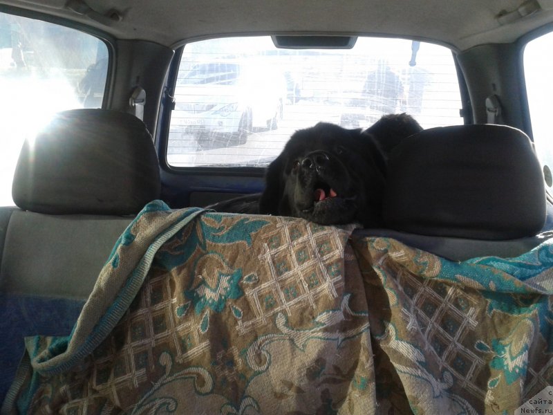 Фото: ньюфаундленд Несси Блэк с  Лесной Заимки