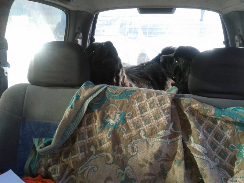 Фото: ньюфаундленд Несси Блэк с  Лесной Заимки, ньюфаундленд Супер Премиум Мерлин Монро