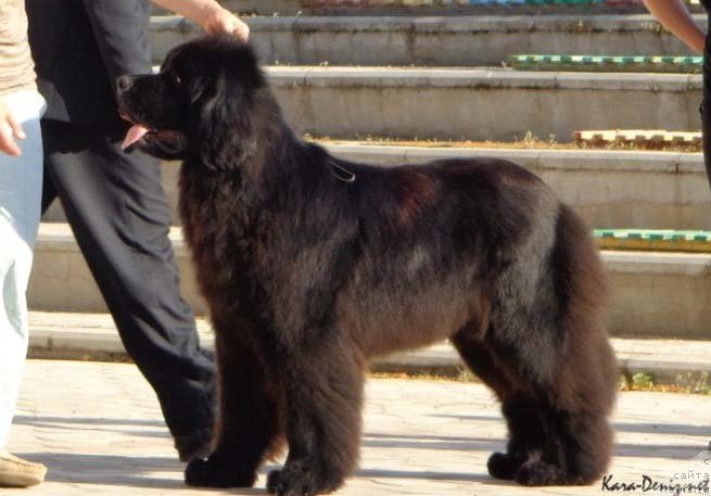 Фото: ньюфаундленд Анджело Орсо Ариадна (Angelo Orso Ariadna)