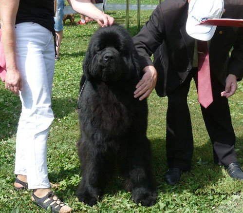 Фото: ньюфаундленд Анджело Орсо Ариадна (Angelo Orso Ariadna)