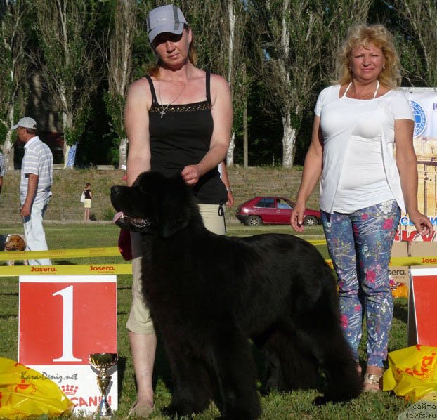 Фото: ньюфаундленд Анджело Орсо Ариадна (Angelo Orso Ariadna)