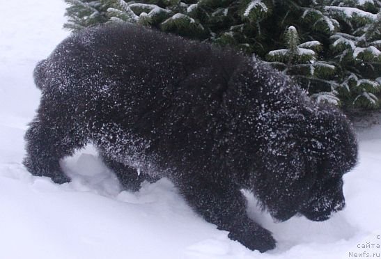 Фото: ньюфаундленд Дар Свезы Юника Сагитта (Dar Svezy Unika Sagitta)