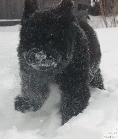 Фото: ньюфаундленд Дар Свезы Юника Сагитта (Dar Svezy Unika Sagitta)