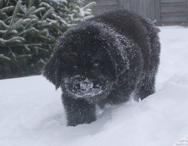 Фото: ньюфаундленд Дар Свезы Юника Сагитта (Dar Svezy Unika Sagitta)