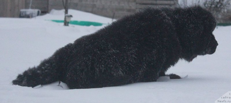 Фото: ньюфаундленд Дар Свезы Юника Сагитта (Dar Svezy Unika Sagitta)
