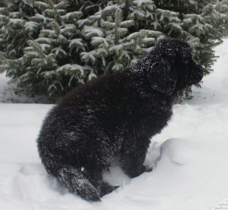 Фото: ньюфаундленд Дар Свезы Юника Сагитта (Dar Svezy Unika Sagitta)