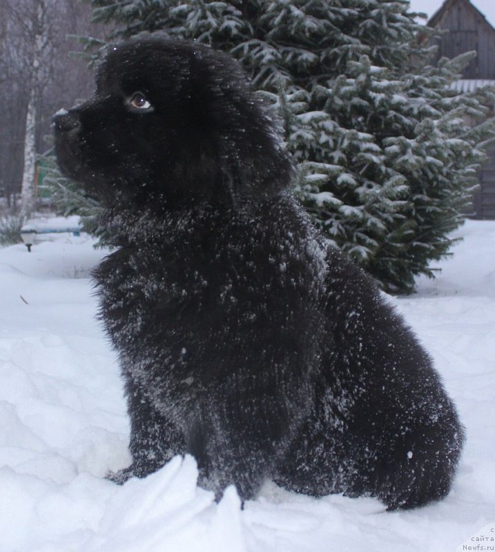 Фото: ньюфаундленд Дар Свезы Юника Сагитта (Dar Svezy Unika Sagitta)