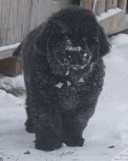 Фото: ньюфаундленд Дар Свезы Юника Сагитта (Dar Svezy Unika Sagitta)