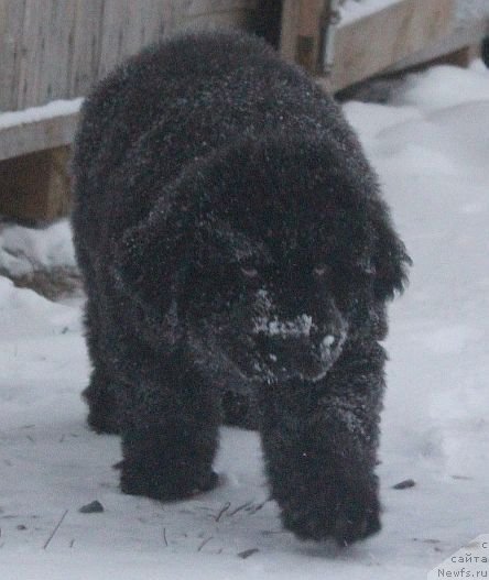 Фото: ньюфаундленд Дар Свезы Юника Сагитта (Dar Svezy Unika Sagitta)