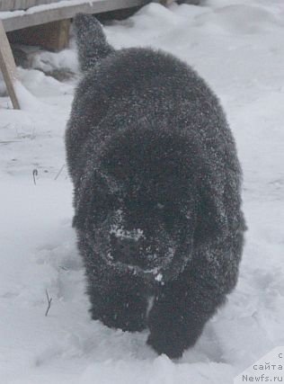 Фото: ньюфаундленд Дар Свезы Юника Сагитта (Dar Svezy Unika Sagitta)