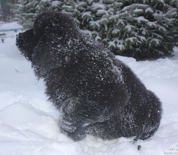 Фото: ньюфаундленд Дар Свезы Юника Сагитта (Dar Svezy Unika Sagitta)