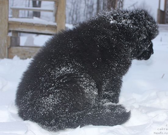 Фото: ньюфаундленд Дар Свезы Юника Сагитта (Dar Svezy Unika Sagitta)