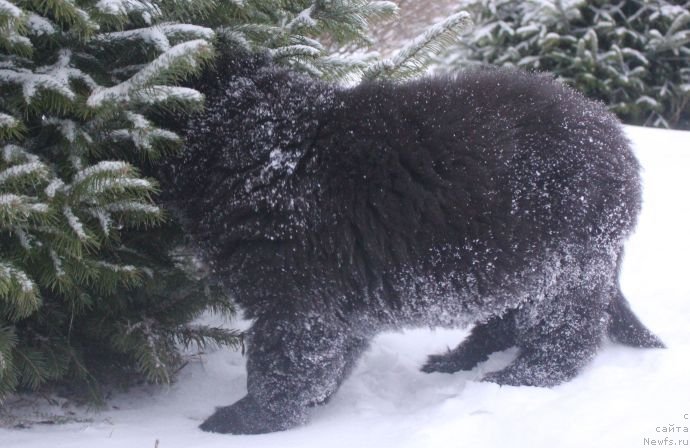 Фото: ньюфаундленд Дар Свезы Юника Сагитта (Dar Svezy Unika Sagitta)