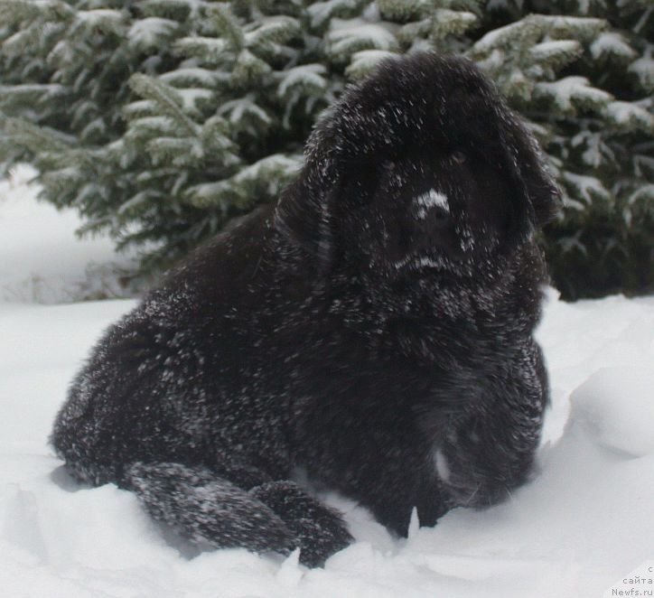 Фото: ньюфаундленд Дар Свезы Юника Сагитта (Dar Svezy Unika Sagitta)