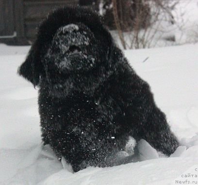 Фото: ньюфаундленд Дар Свезы Юника Сагитта (Dar Svezy Unika Sagitta)