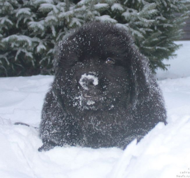 Фото: ньюфаундленд Дар Свезы Юника Сагитта (Dar Svezy Unika Sagitta)