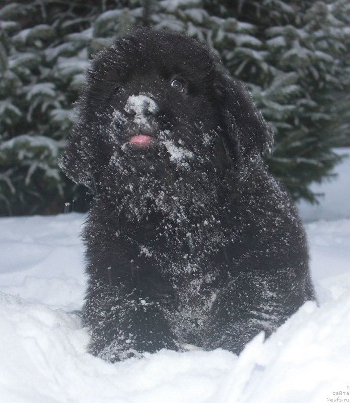 Фото: ньюфаундленд Дар Свезы Юника Сагитта (Dar Svezy Unika Sagitta)