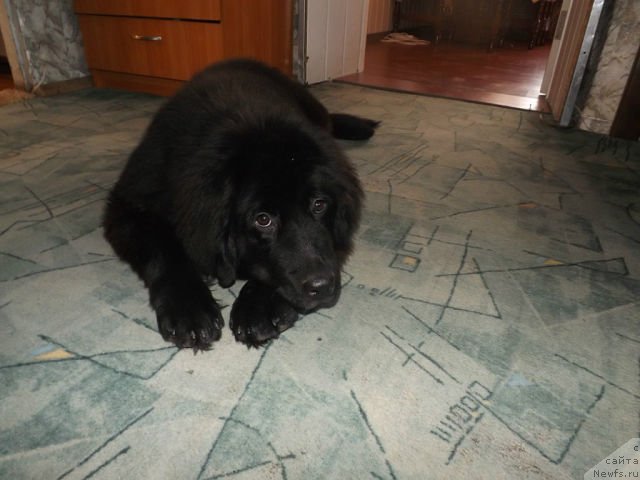 Фото: ньюфаундленд Черный Балу Делли