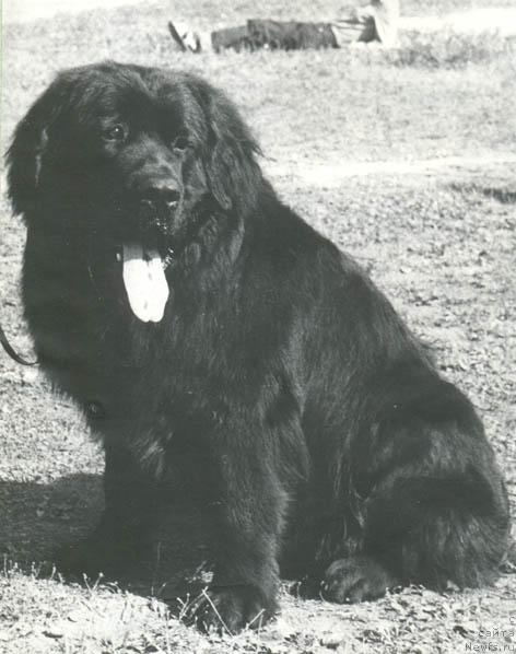 Фото: ньюфаундленд Хан Зар