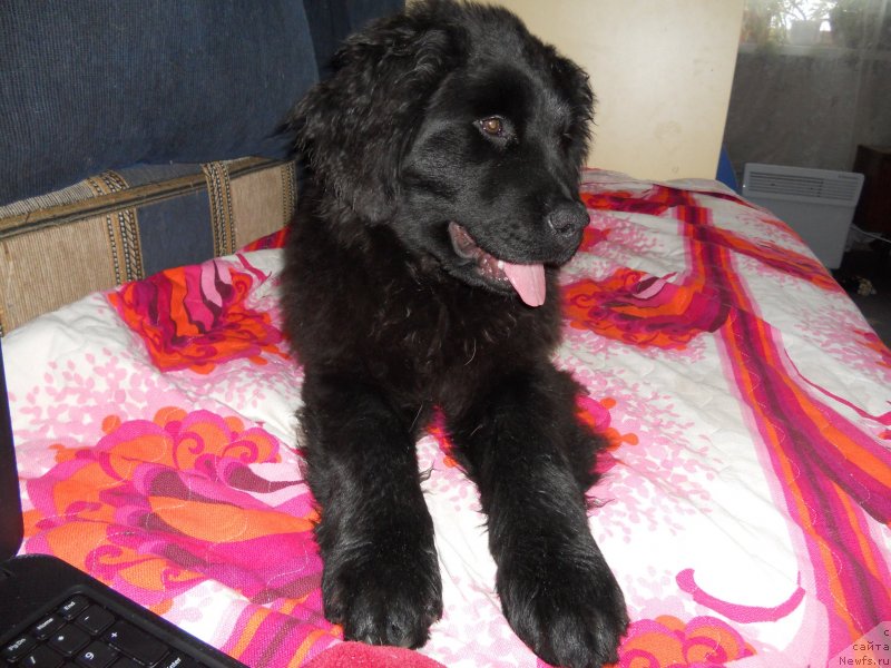 Фотография № 141001