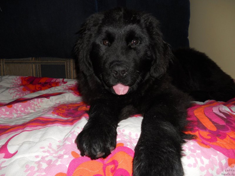 Фотография № 141002