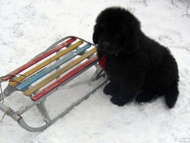 Фотография № 141009