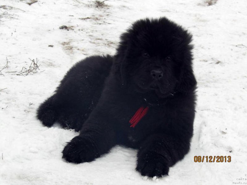 Фотография № 141010