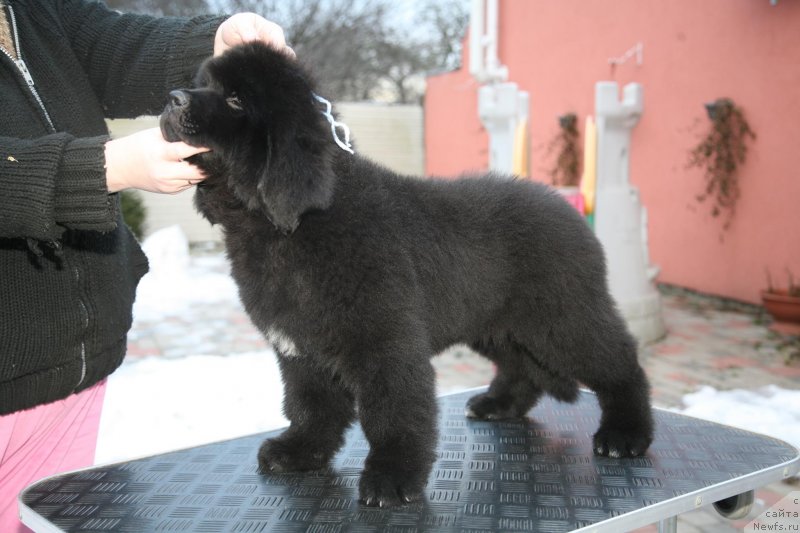Фото: Geneva Moon Bear
