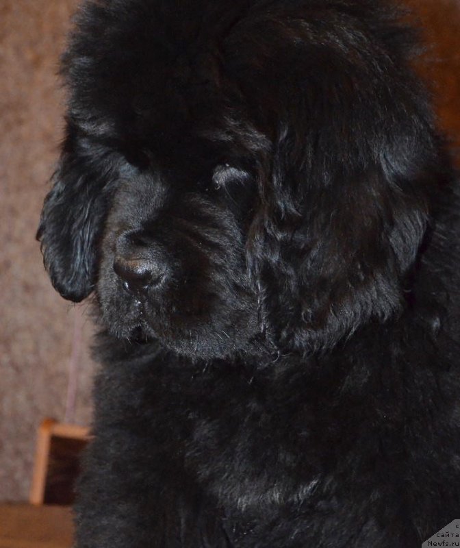 Фотография № 141027