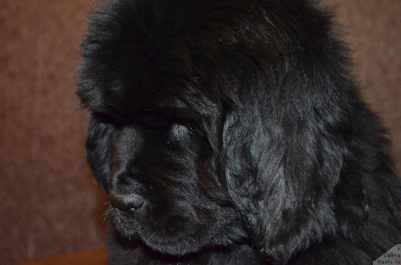 Фотография № 141029