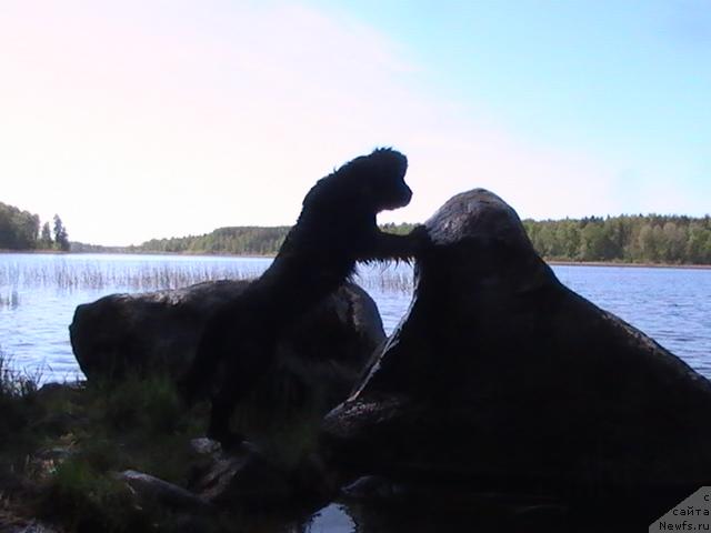 Фото: ньюфаундленд Талула Белл (Talula Bell)