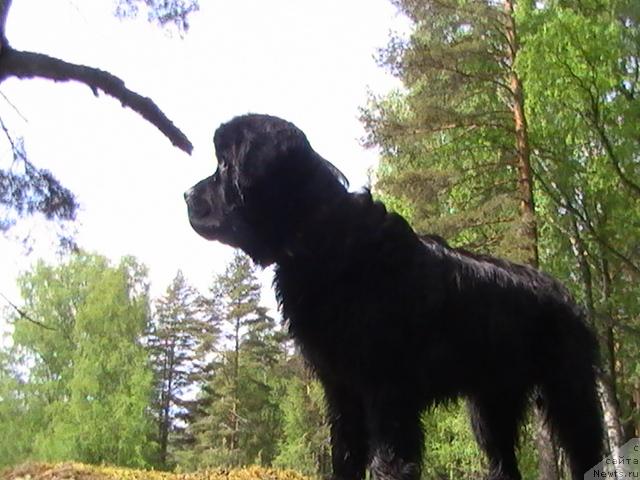 Фото: ньюфаундленд Талула Белл (Talula Bell)