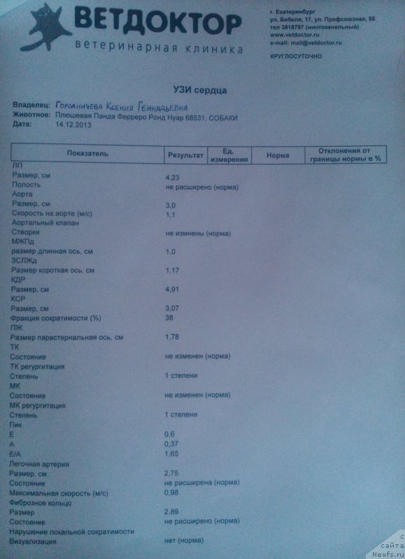 Фото: ньюфаундленд Плюшевая Панда Ферреро Ронд Нуар (Plushevaya Panda Ferrero Rond Noir)