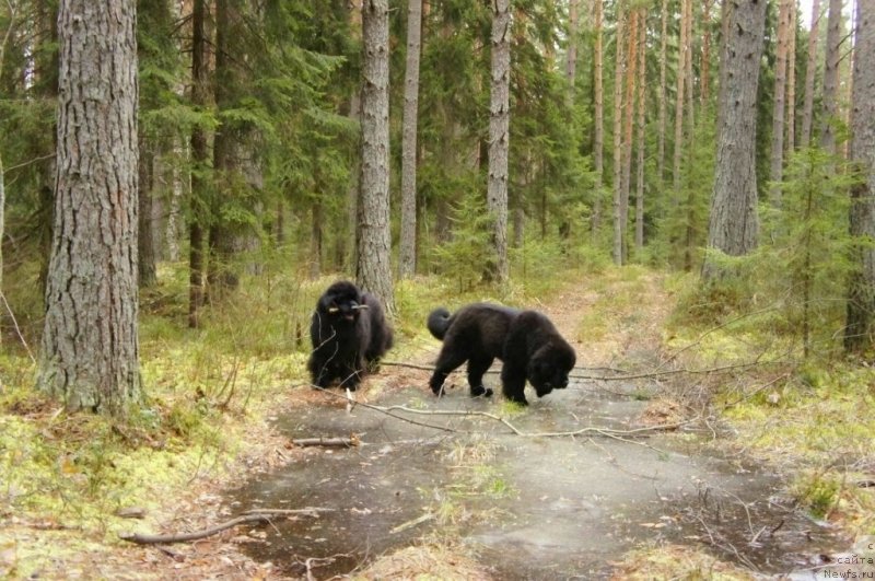 Фото: ньюфаундленд Skippers Only You for Smigar, ньюфаундленд Смигар Лав Стори (Smigar Love Story)