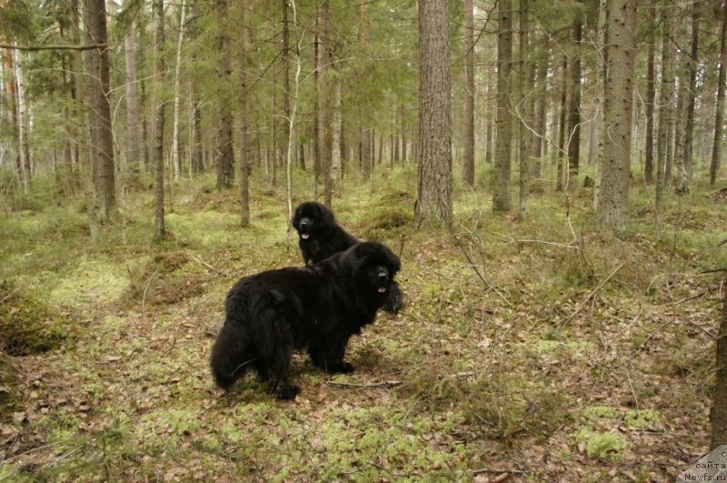 Фото: ньюфаундленд Skippers Only You for Smigar, ньюфаундленд Смигар Лав Стори (Smigar Love Story)