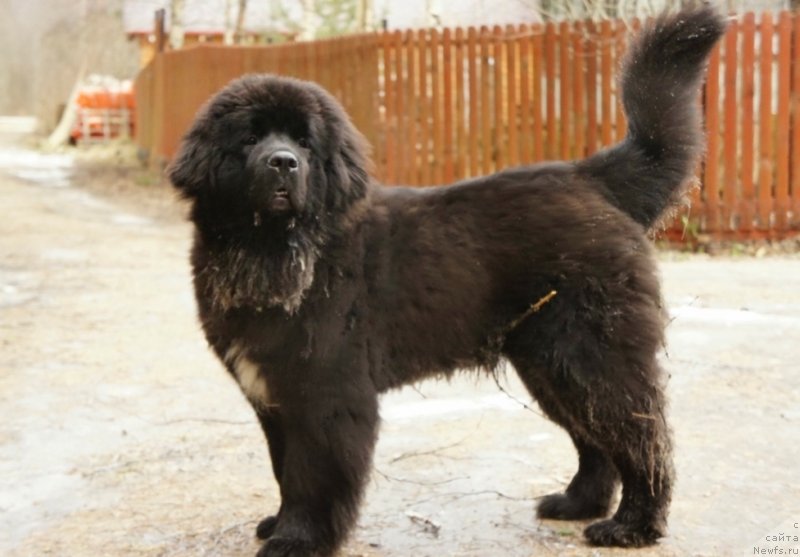 Фото: ньюфаундленд Смигар Лав Стори (Smigar Love Story)