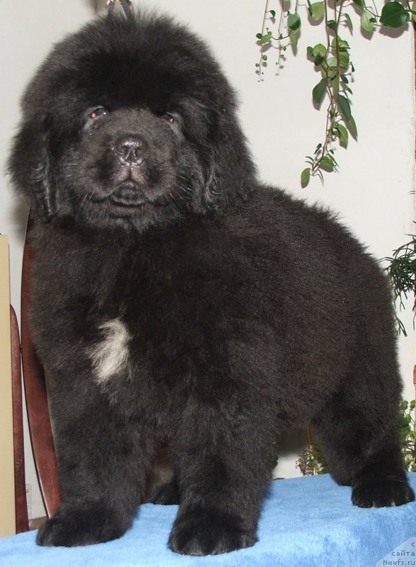 Фото: ньюфаундленд Плюшевая Панда Эсфера Беаутифул (Plushevaya Panda Esfera Beautiful)