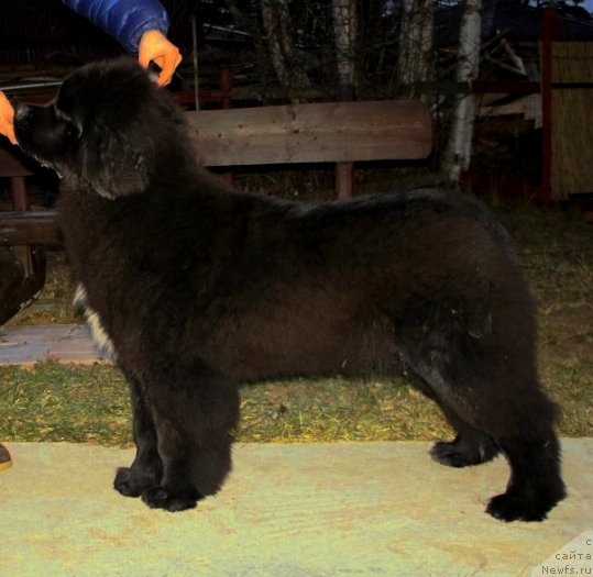 Фото: ньюфаундленд Смигар Лав Стори (Smigar Love Story)