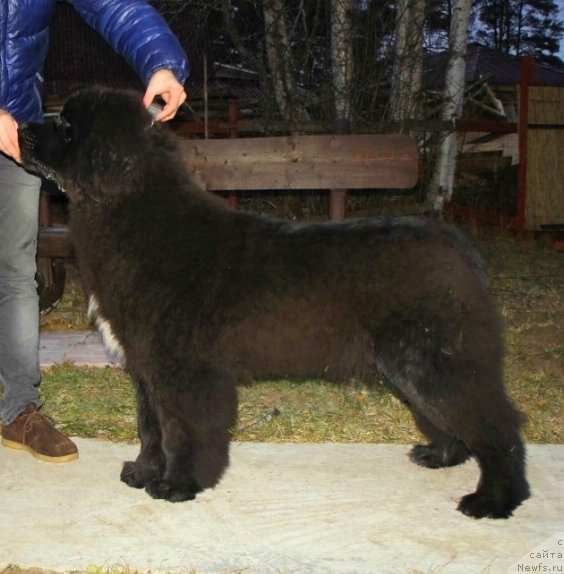 Фото: ньюфаундленд Смигар Лав Стори (Smigar Love Story)